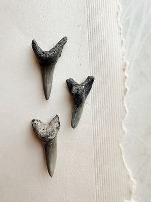1.25-1.5" Fossilized Mako Shark Tooth, RM1728