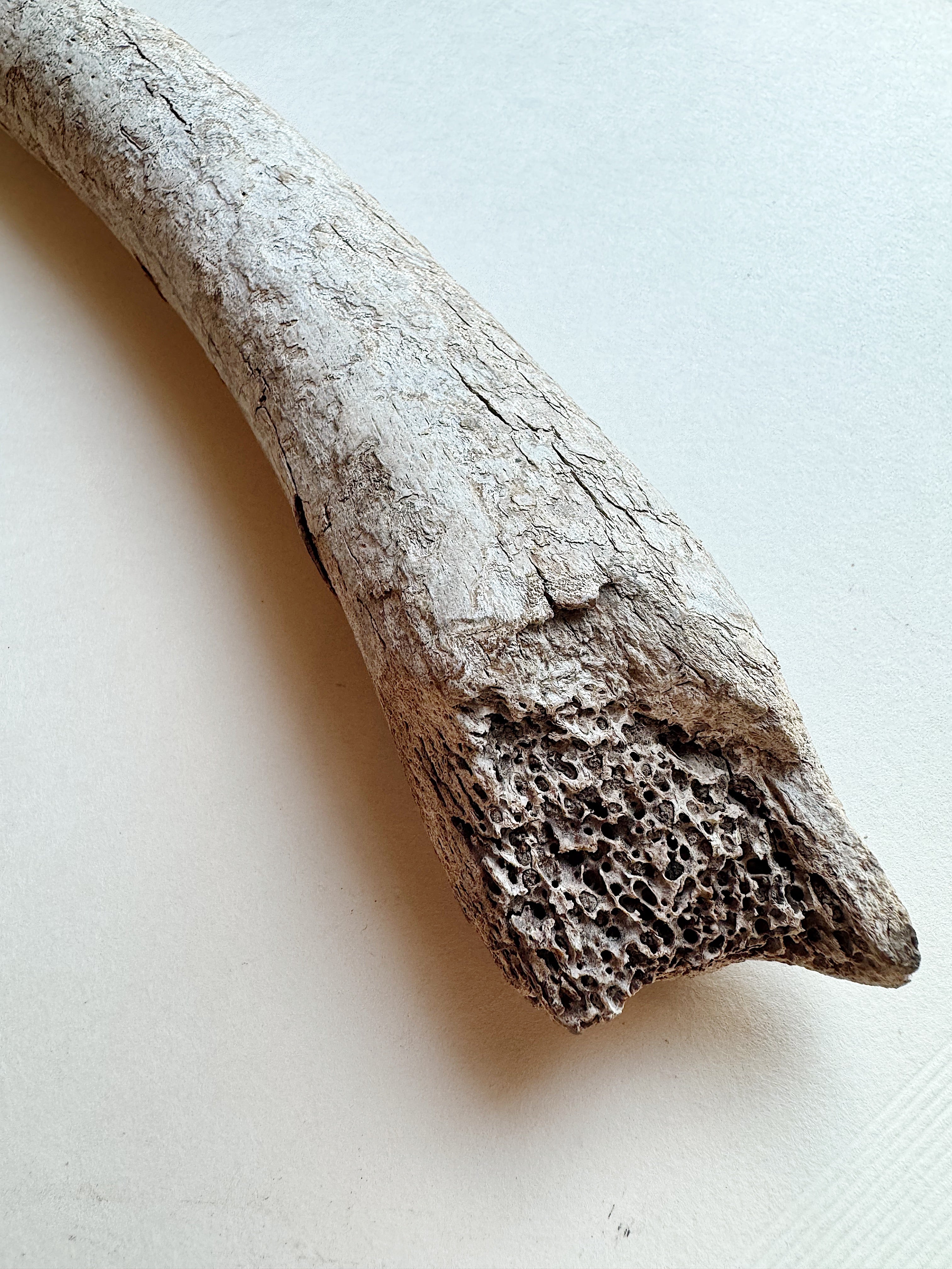 12.75” Fossilized Walrus Baculum, RM708