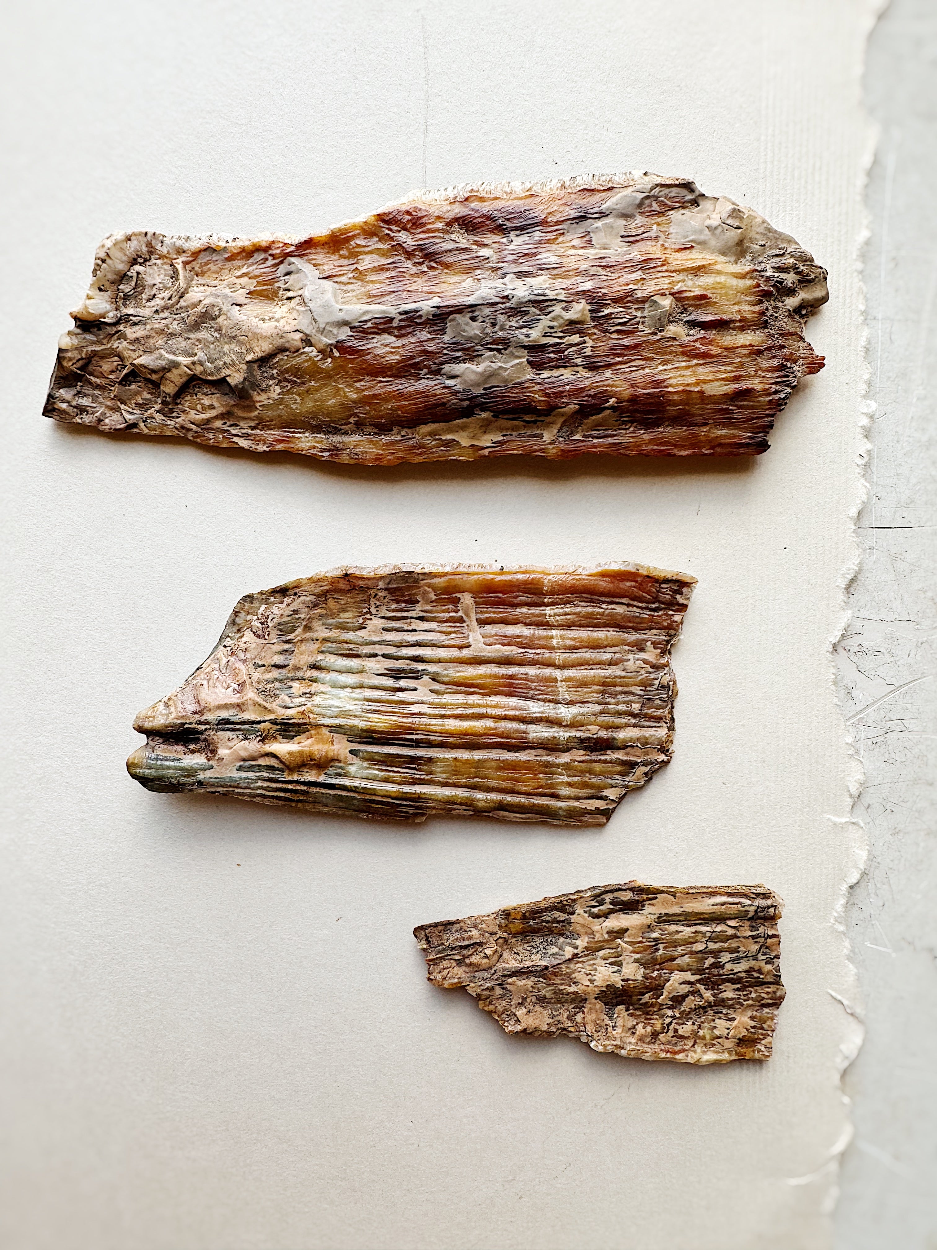 2.75-5.5" Fossilized Woolly Mammoth Tooth Fragment, RM4047