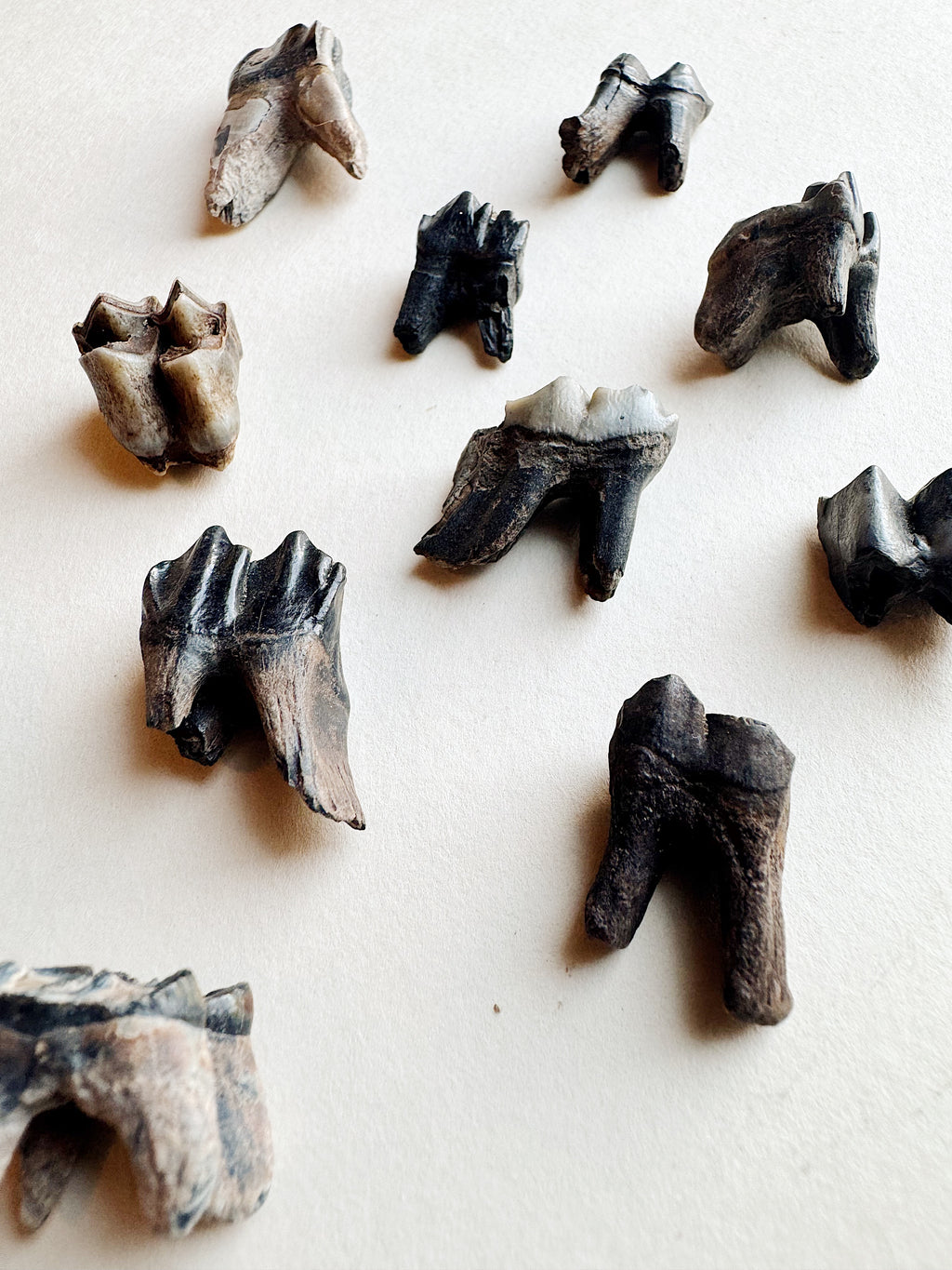 Fossilized Deer Tooth, RM010