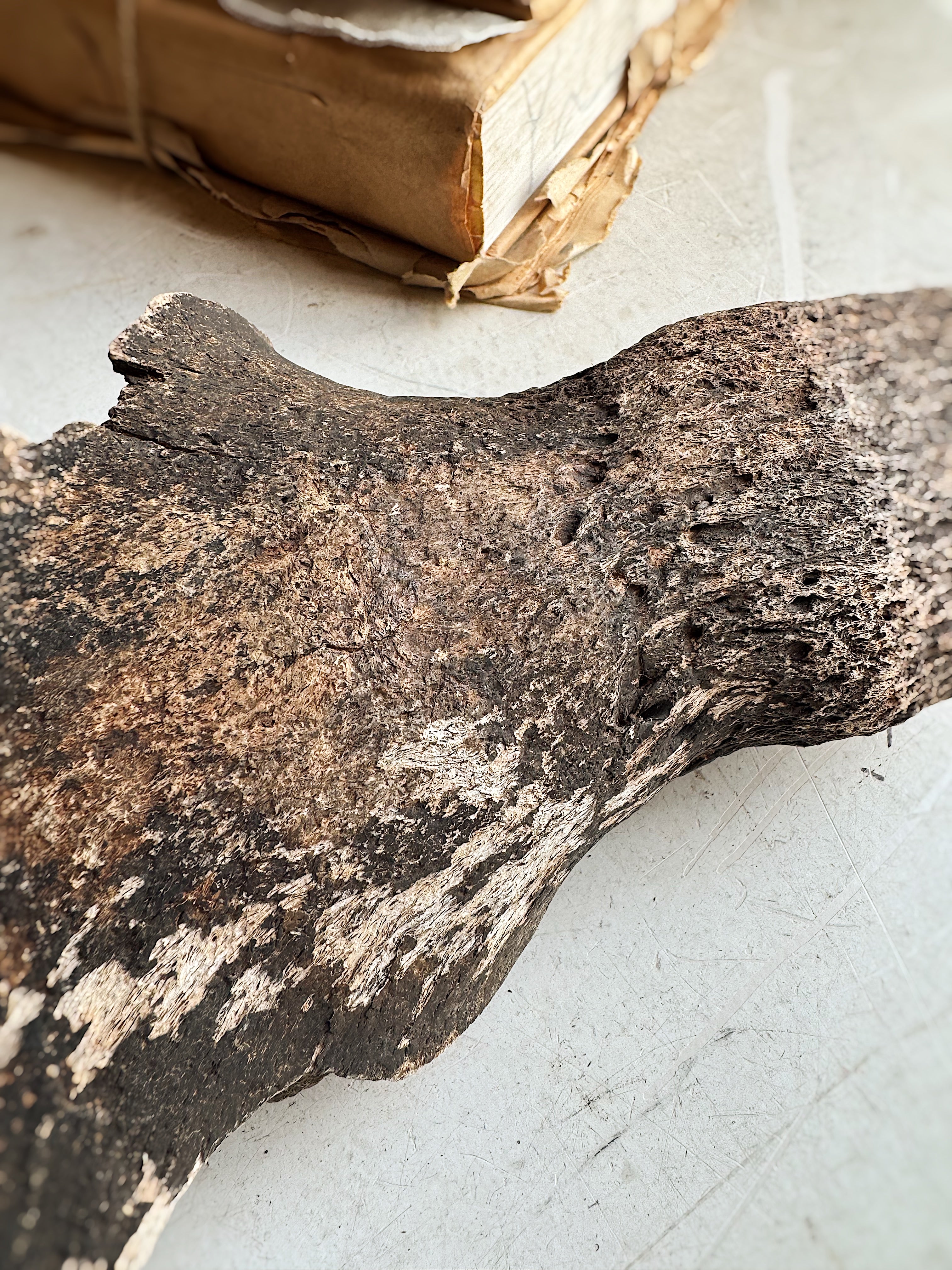 Partial Mineralized Bison Skull Top, RM125