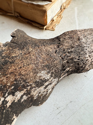 Partial Mineralized Bison Skull Top, RM125