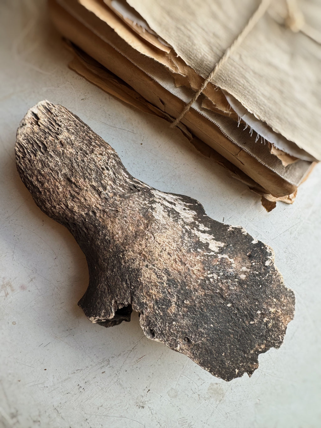 Partial Mineralized Bison Skull Top, RM125