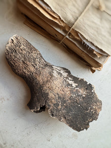 Partial Mineralized Bison Skull Top, RM125