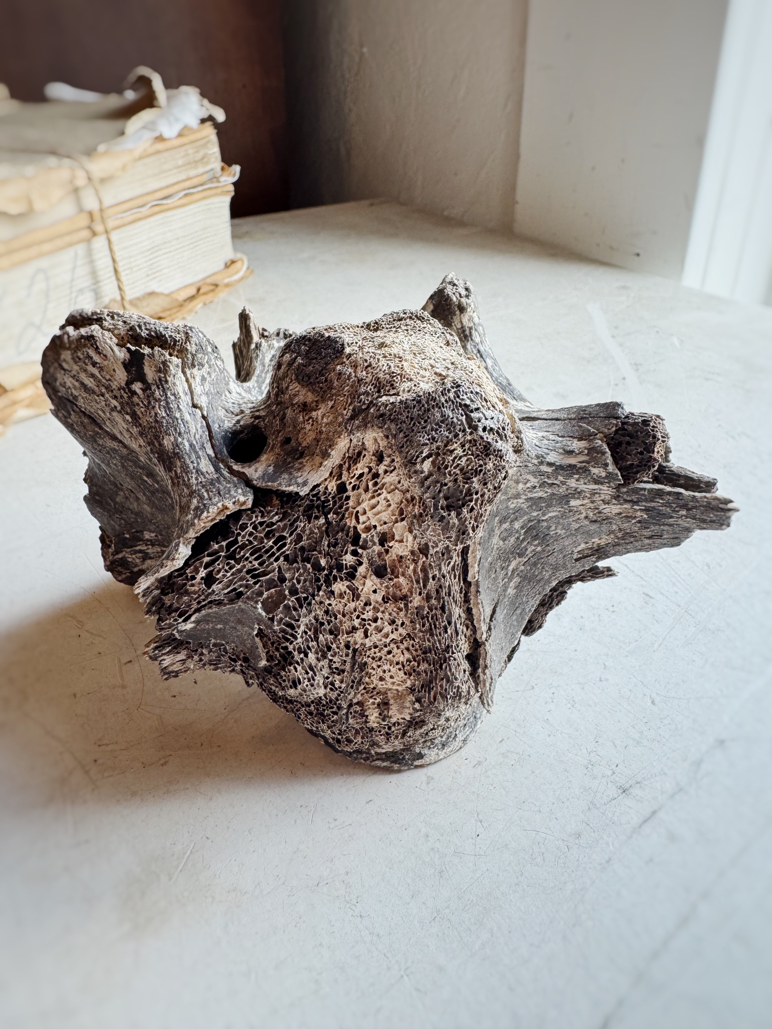 Mineralized Bison Vertebrae, RM1843