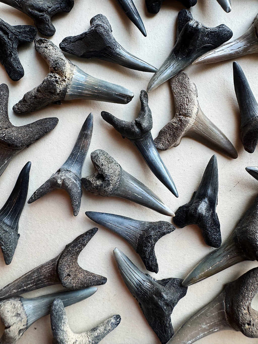 1.25-1.5" Fossilized Mako Shark Tooth, RM1728