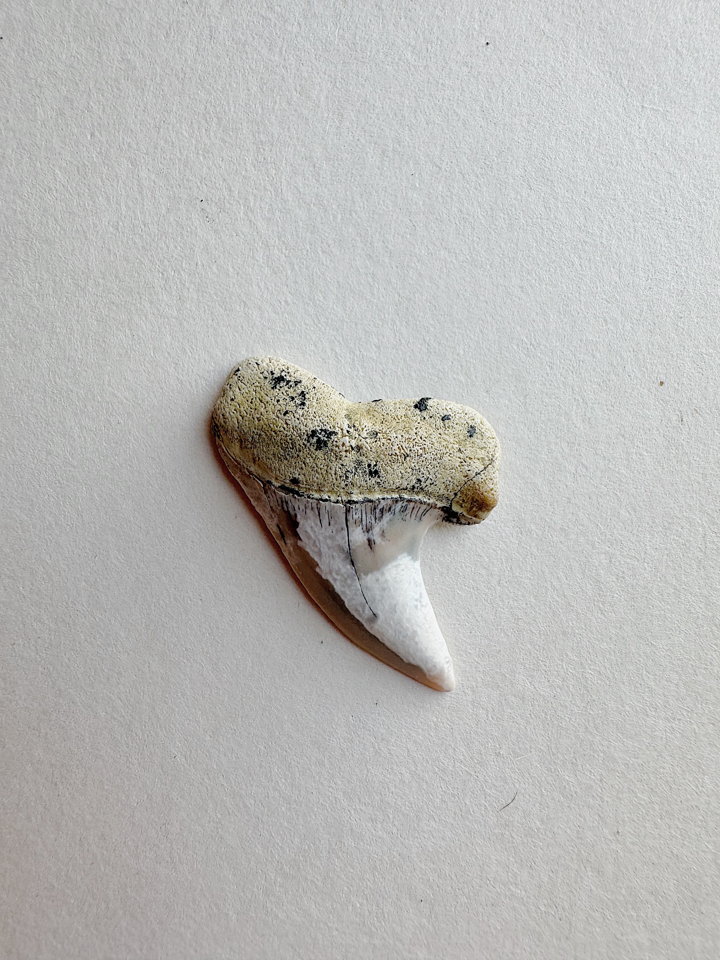 1-1.25" Fossilized Bakersfield Mako Shark Tooth, RM159