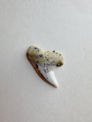 1-1.25" Fossilized Bakersfield Mako Shark Tooth, RM159