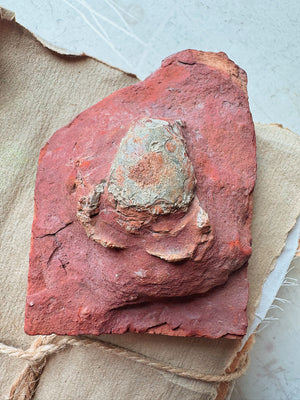 3.75" Fossilized Crab, RM1904