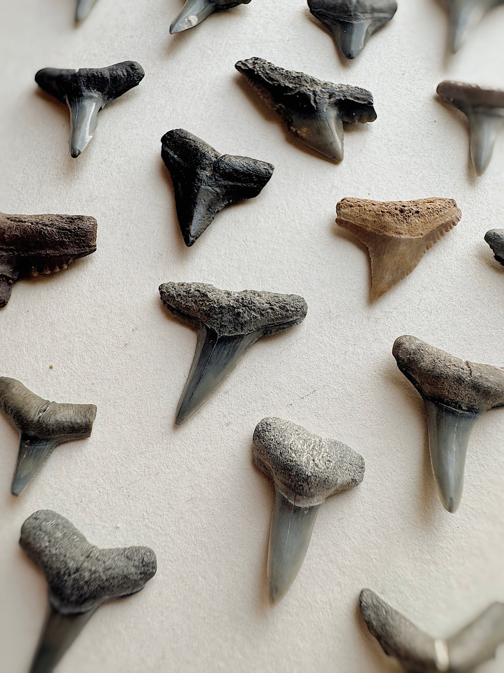 Grade "A" Assorted Fossilized Shark Tooth, RM1602