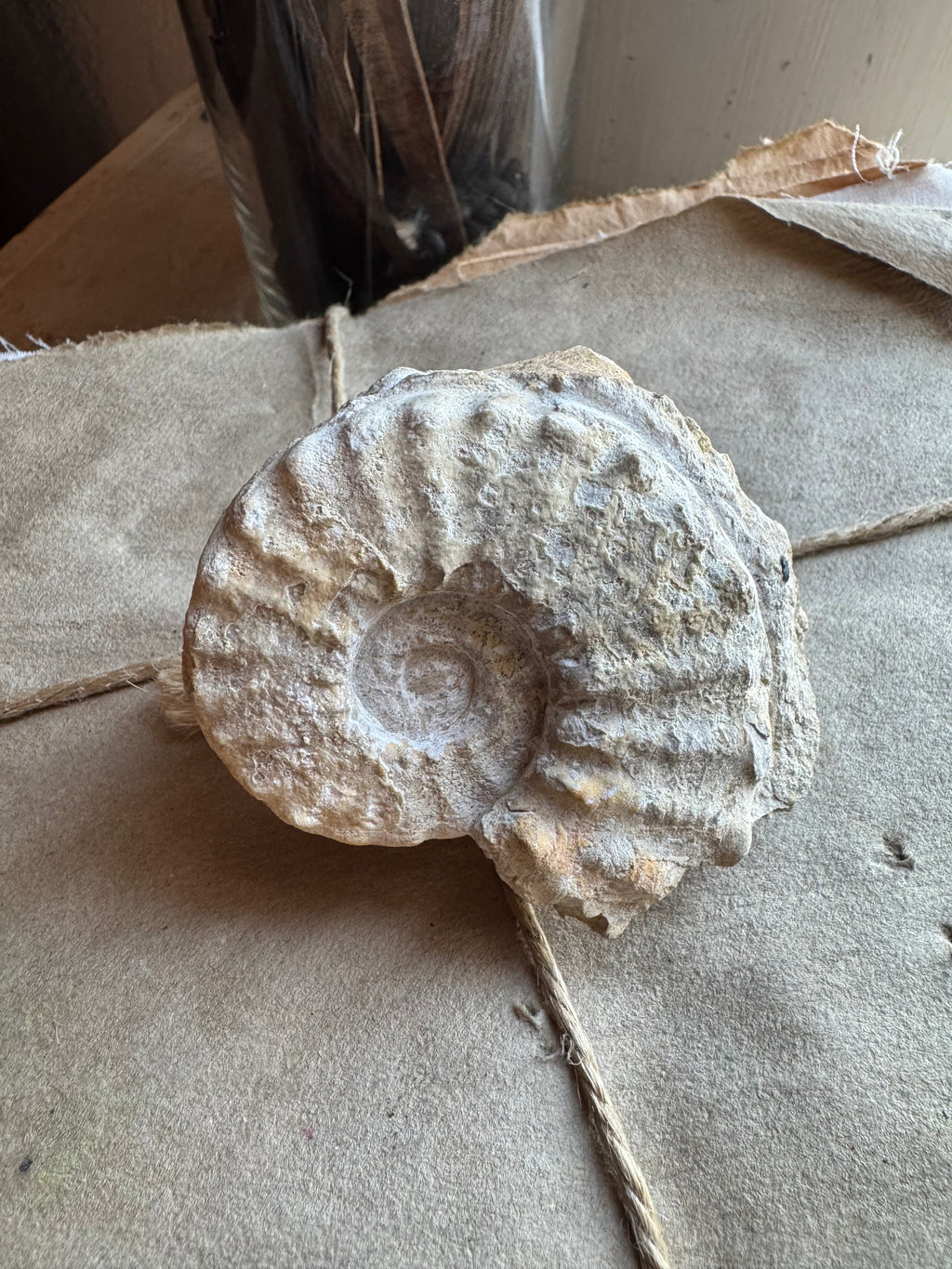 3" Fossilized Whole Ammonite, RM1187