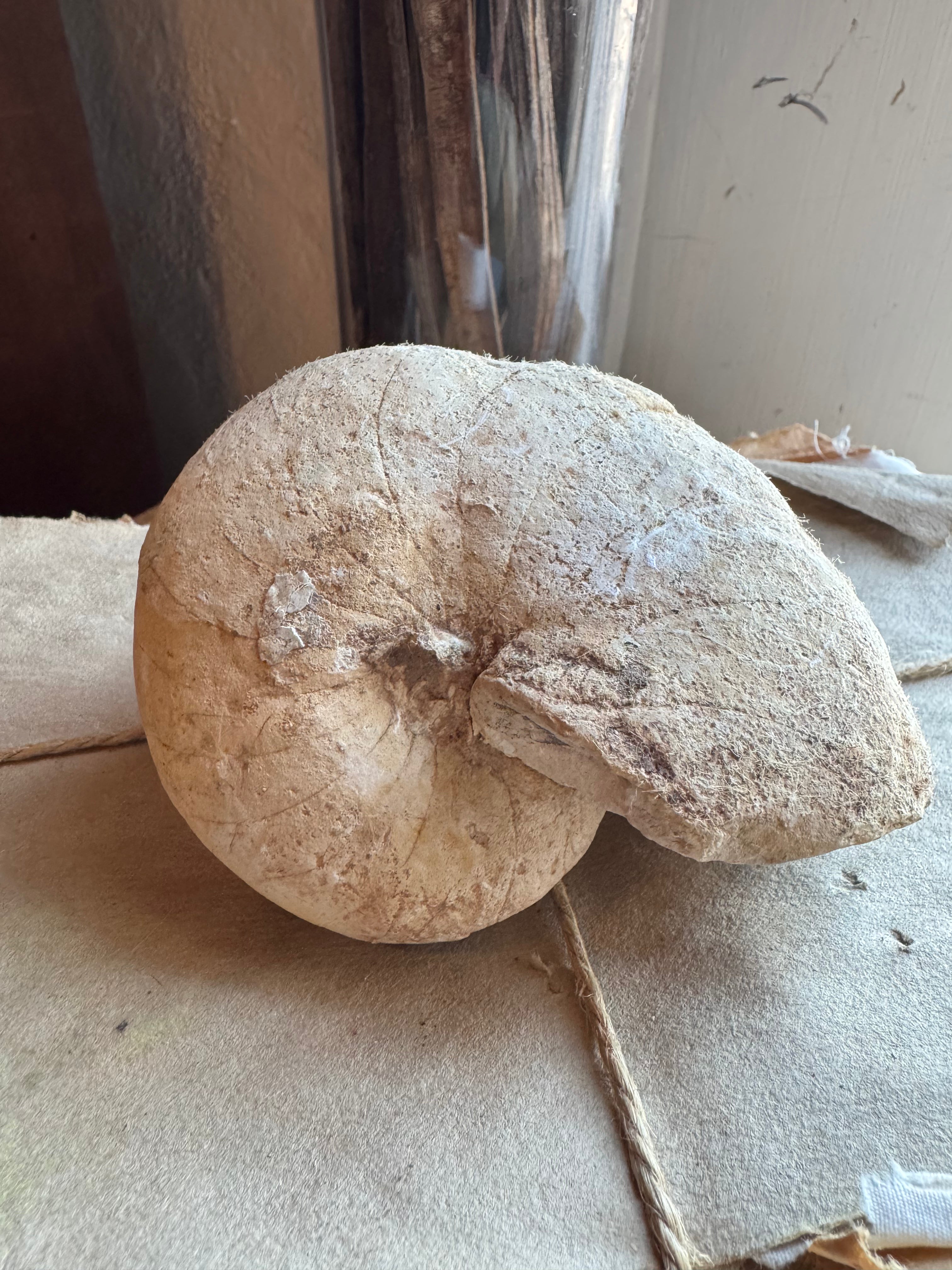 4.5" Whole Fossilized Ammonite, RM1420