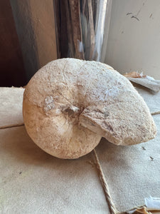 4.5" Whole Fossilized Ammonite, RM1420