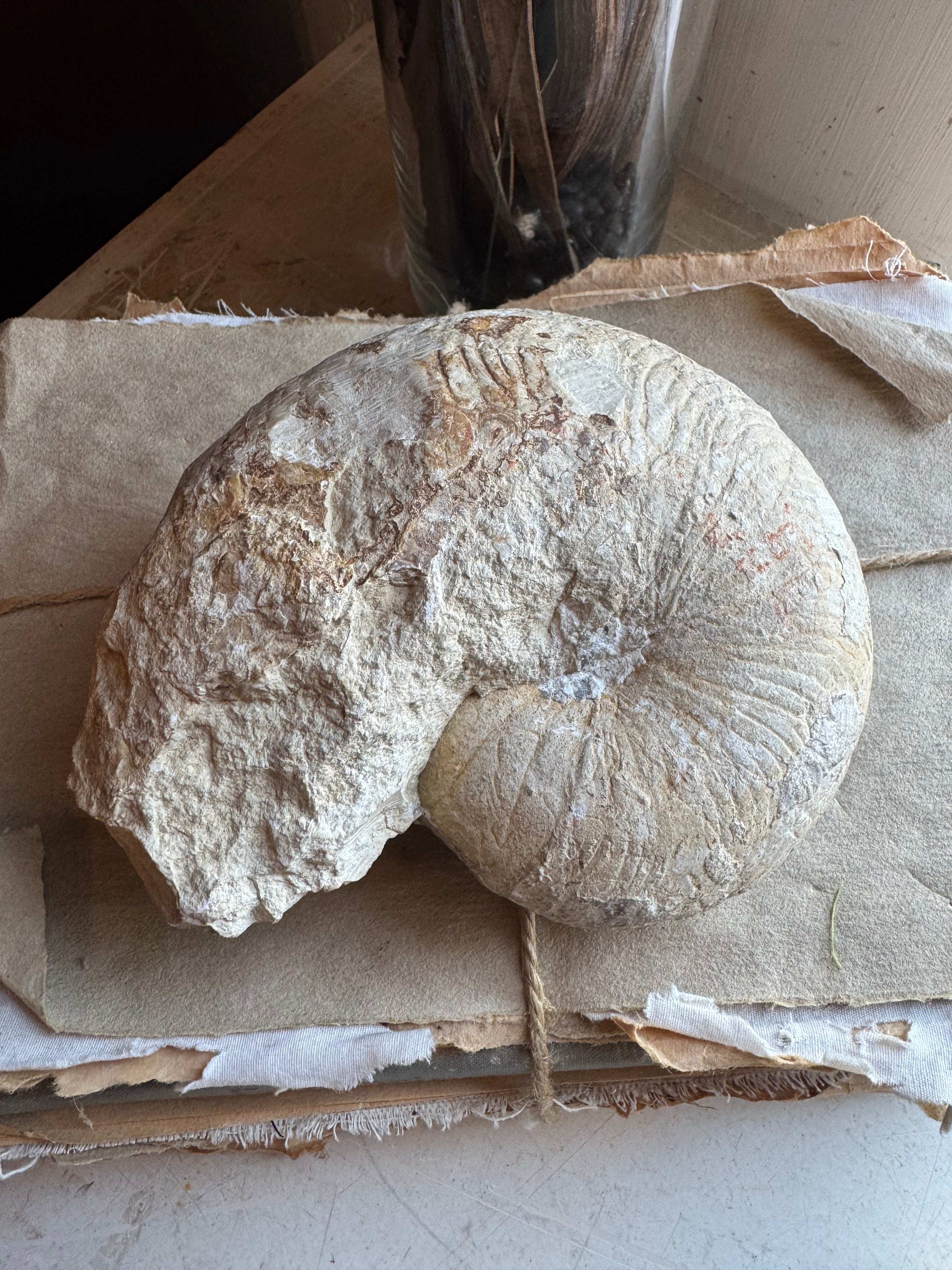 5" Fossilized Ammonite, RM1903
