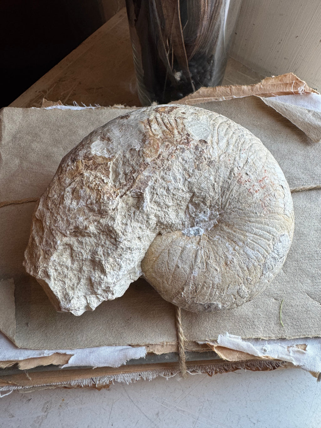 5" Fossilized Ammonite, RM1903