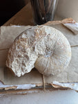 5" Fossilized Ammonite, RM1903