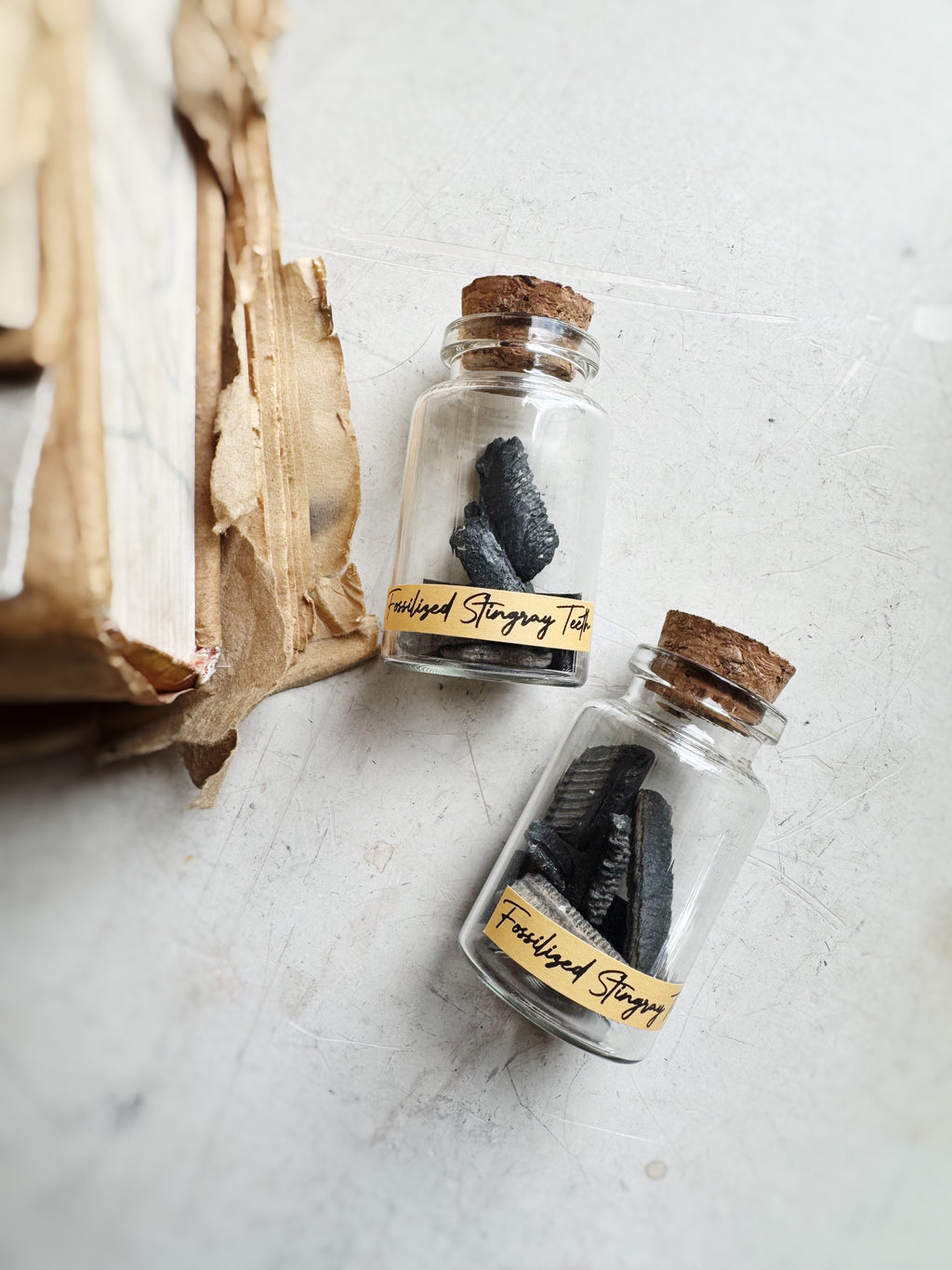 Jarred Fossilized Stingray Teeth, RM1522