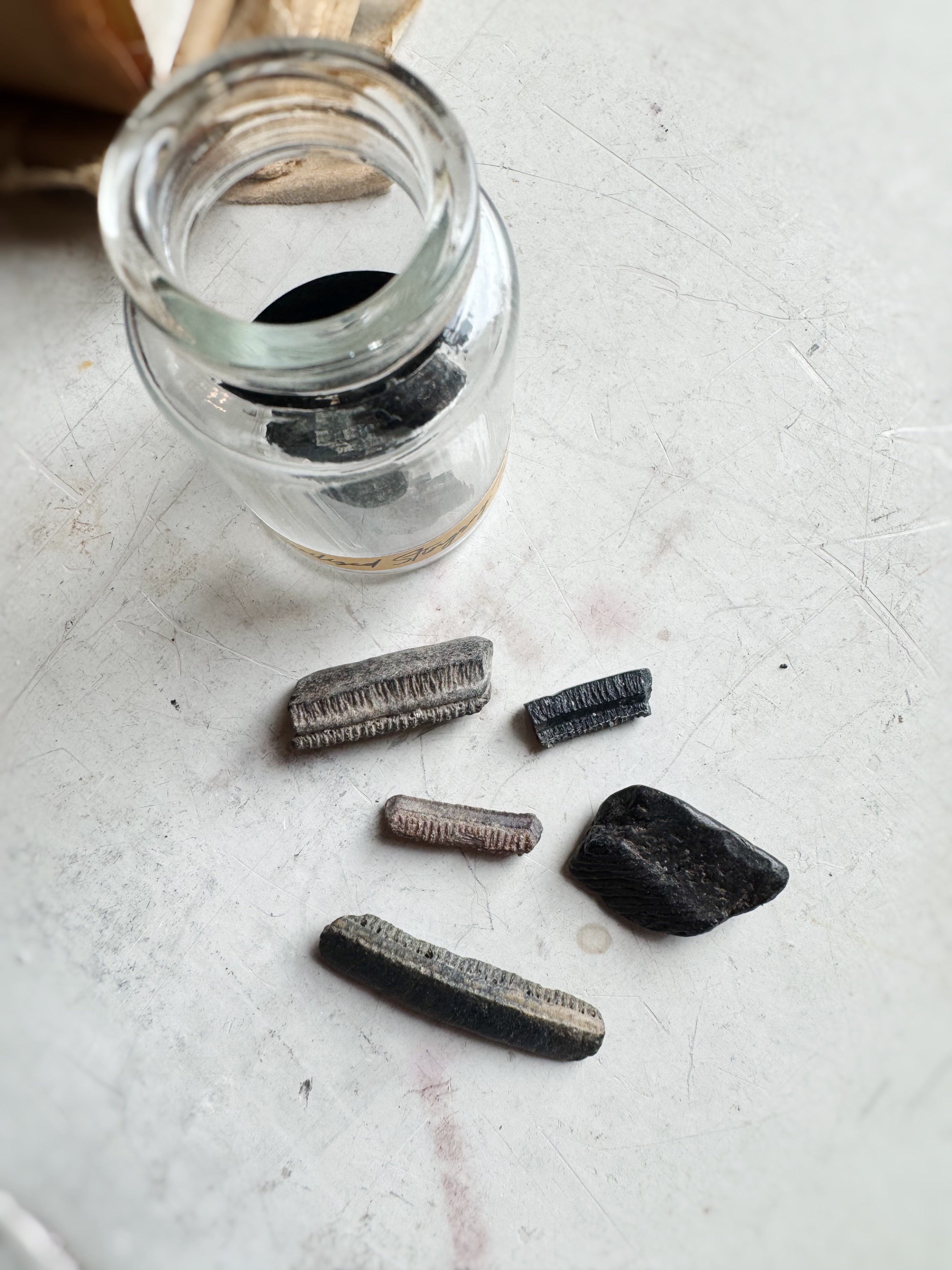 Jarred Fossilized Stingray Teeth, RM1522