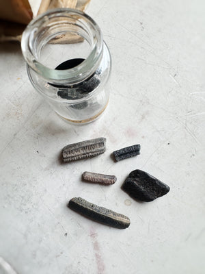 Jarred Fossilized Stingray Teeth, RM1522