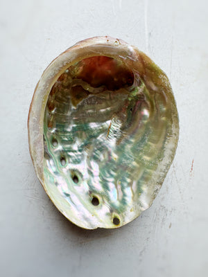 3-4" Abalone Shell, NA06