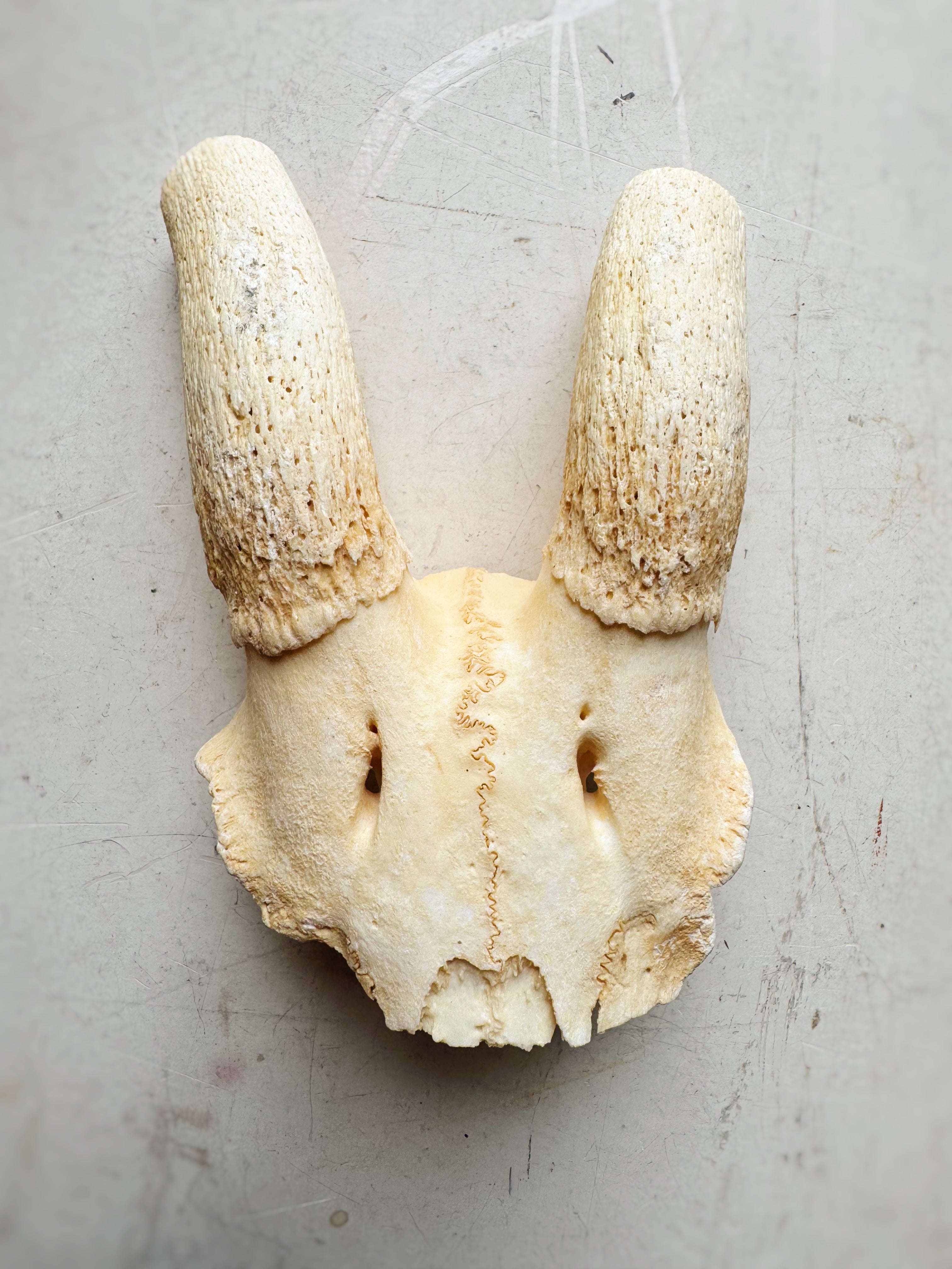 Female Springbok Skull Top, SB539