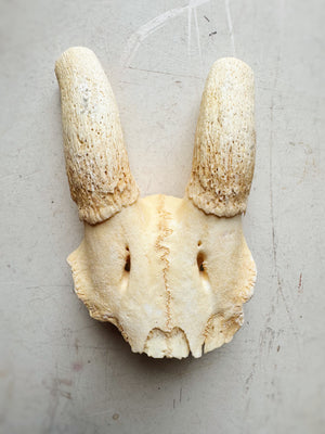 Female Springbok Skull Top, SB539