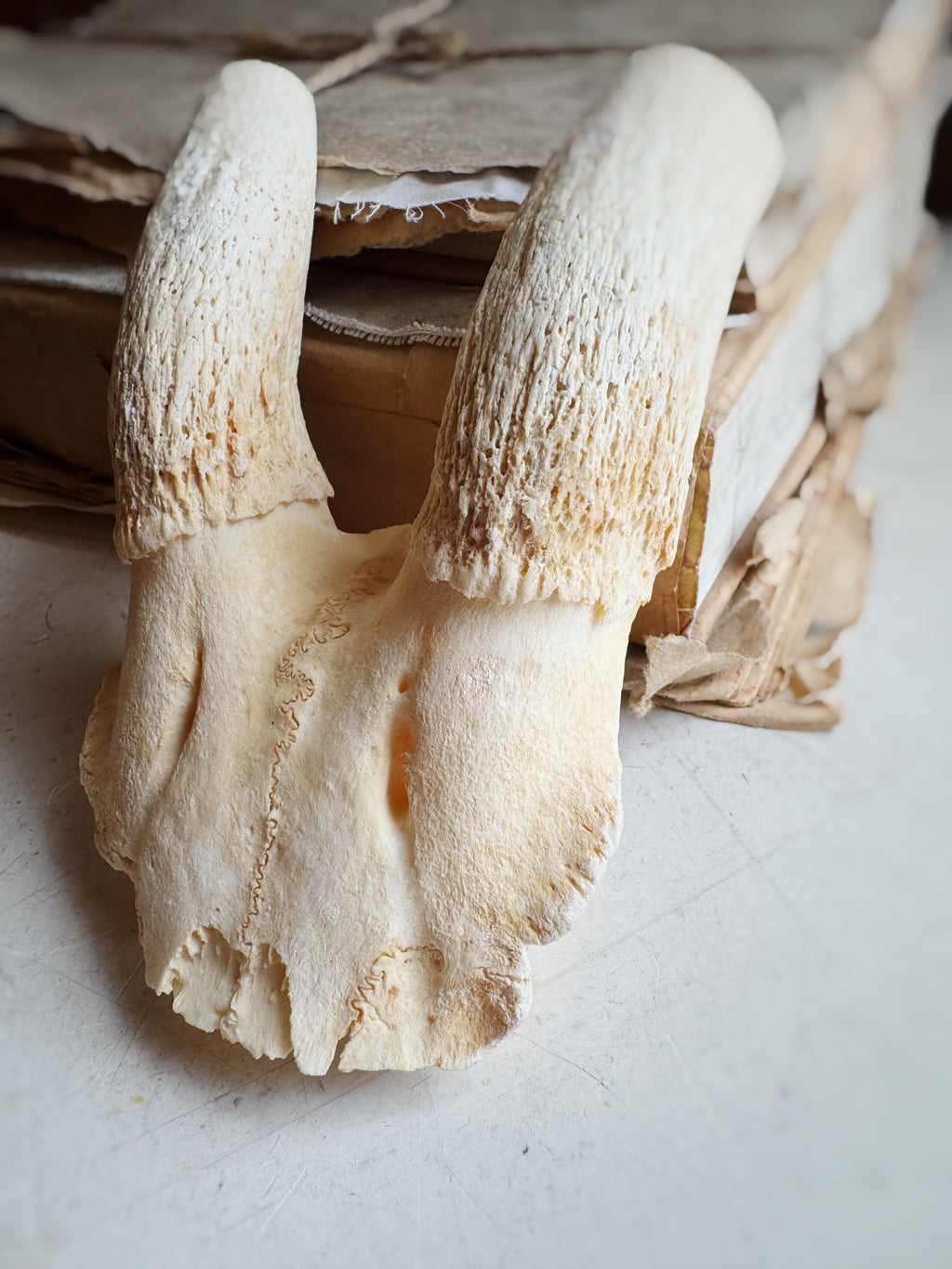 Female Springbok Skull Top, SB539