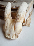Female Springbok Skull Top, SB539