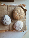 2-3" Fossilized Sea Biscuit, RM63