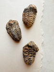 1-2" Assorted Fossilized Trilobite, RM1192