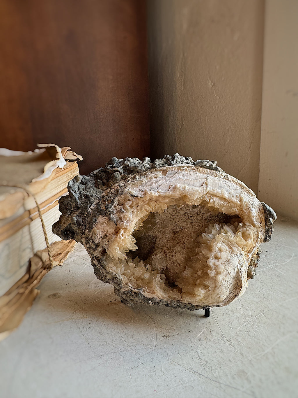 Fossilized Ruck's Pit Clam Shell w/ Dog's Tooth Calcite, RM192