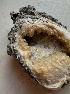 Fossilized Ruck's Pit Clam Shell w/ Dog's Tooth Calcite, RM192