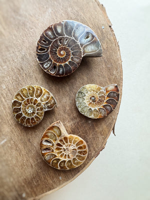 1.5-1.75" Fossilized Ammonite Half, RM66