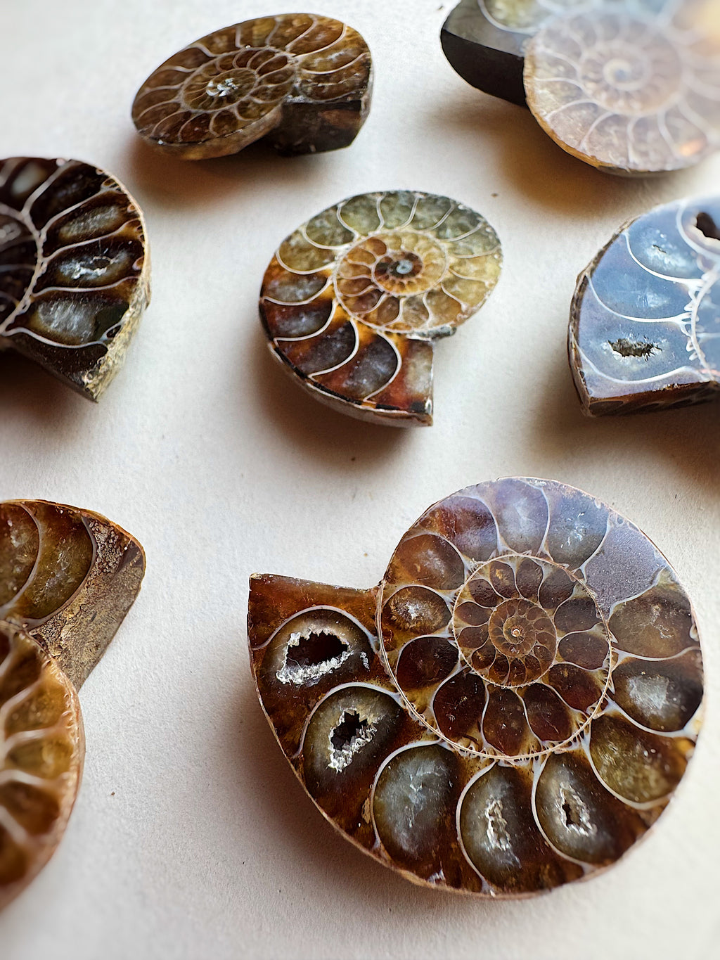 1.5-1.75" Fossilized Ammonite Half, RM66