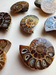 1.5-1.75" Fossilized Ammonite Half, RM66
