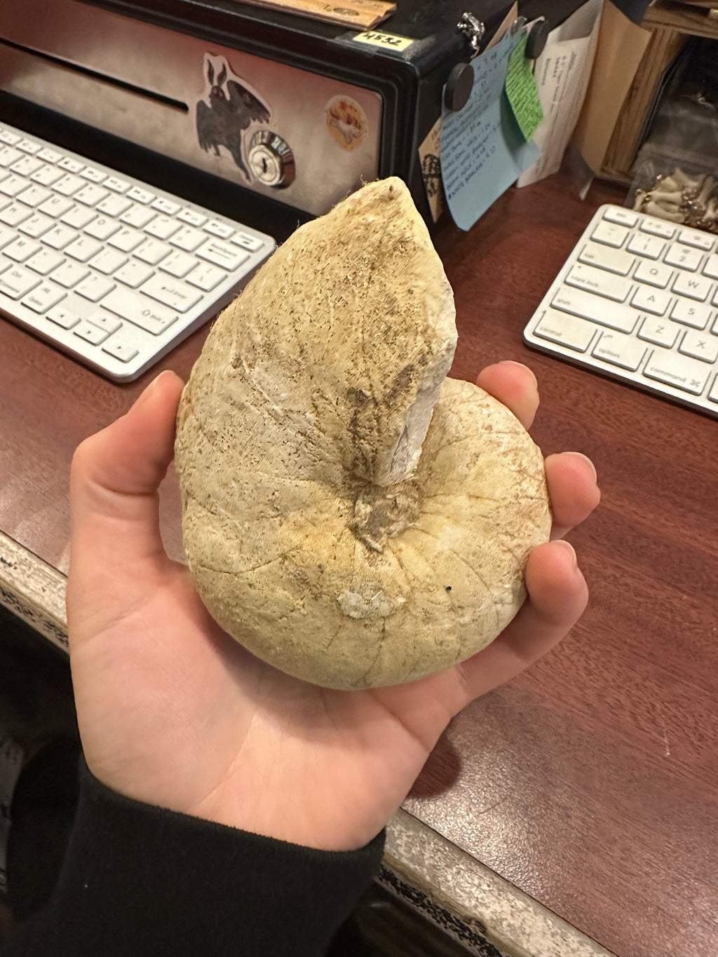 4.5"  Whole Fossilized Ammonite, RM1420