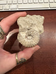 2.75" C Grade Fossilized Whole Ammonite, RM1282