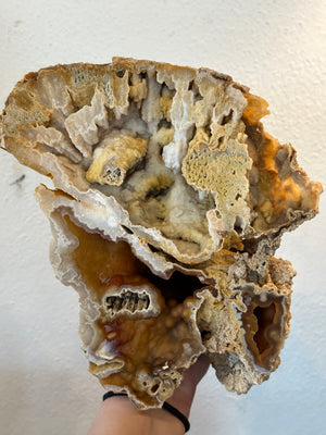 8.5" Agatized Fossil Coral, RM2361