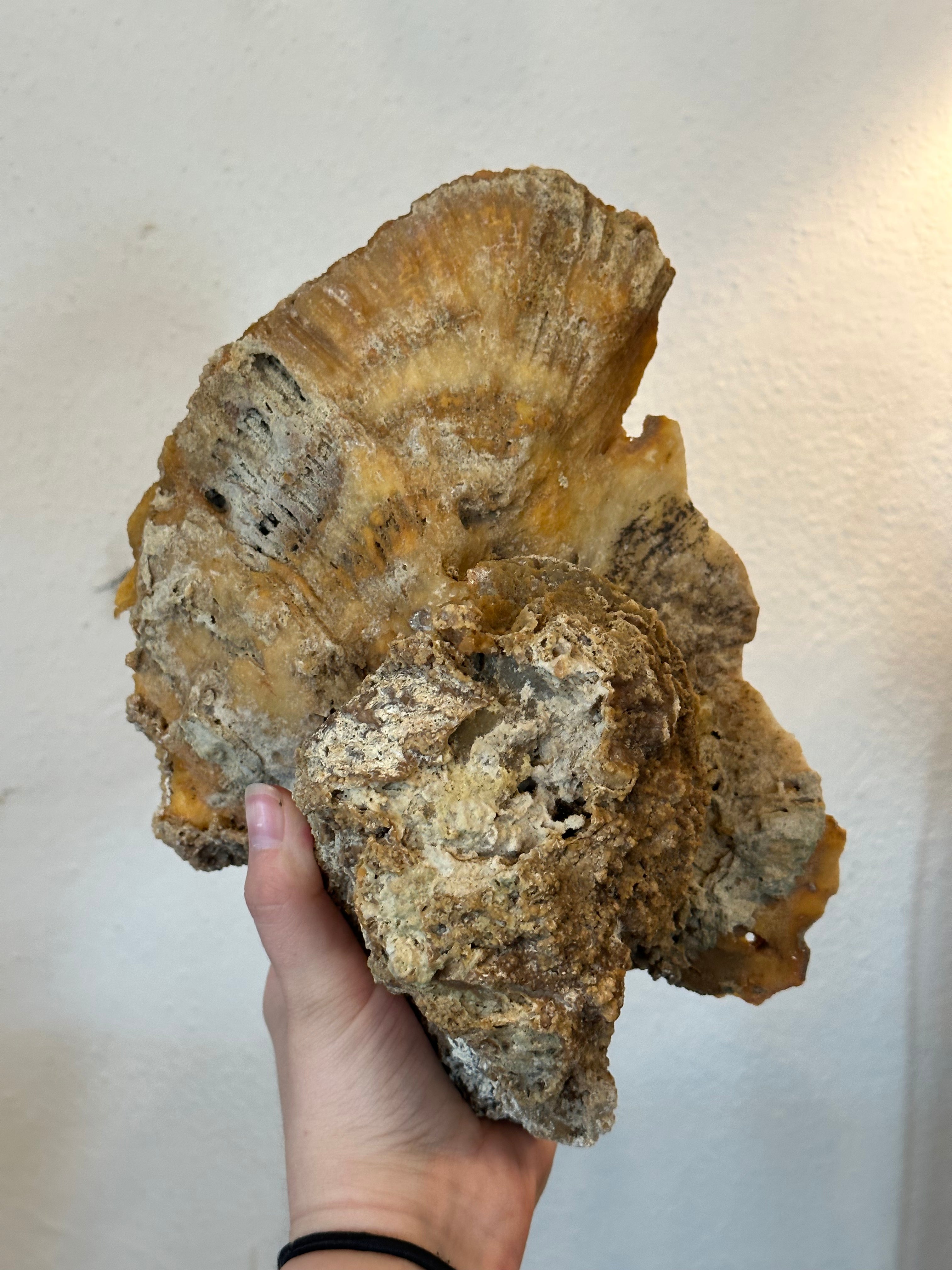 8.5" Agatized Fossil Coral, RM2361