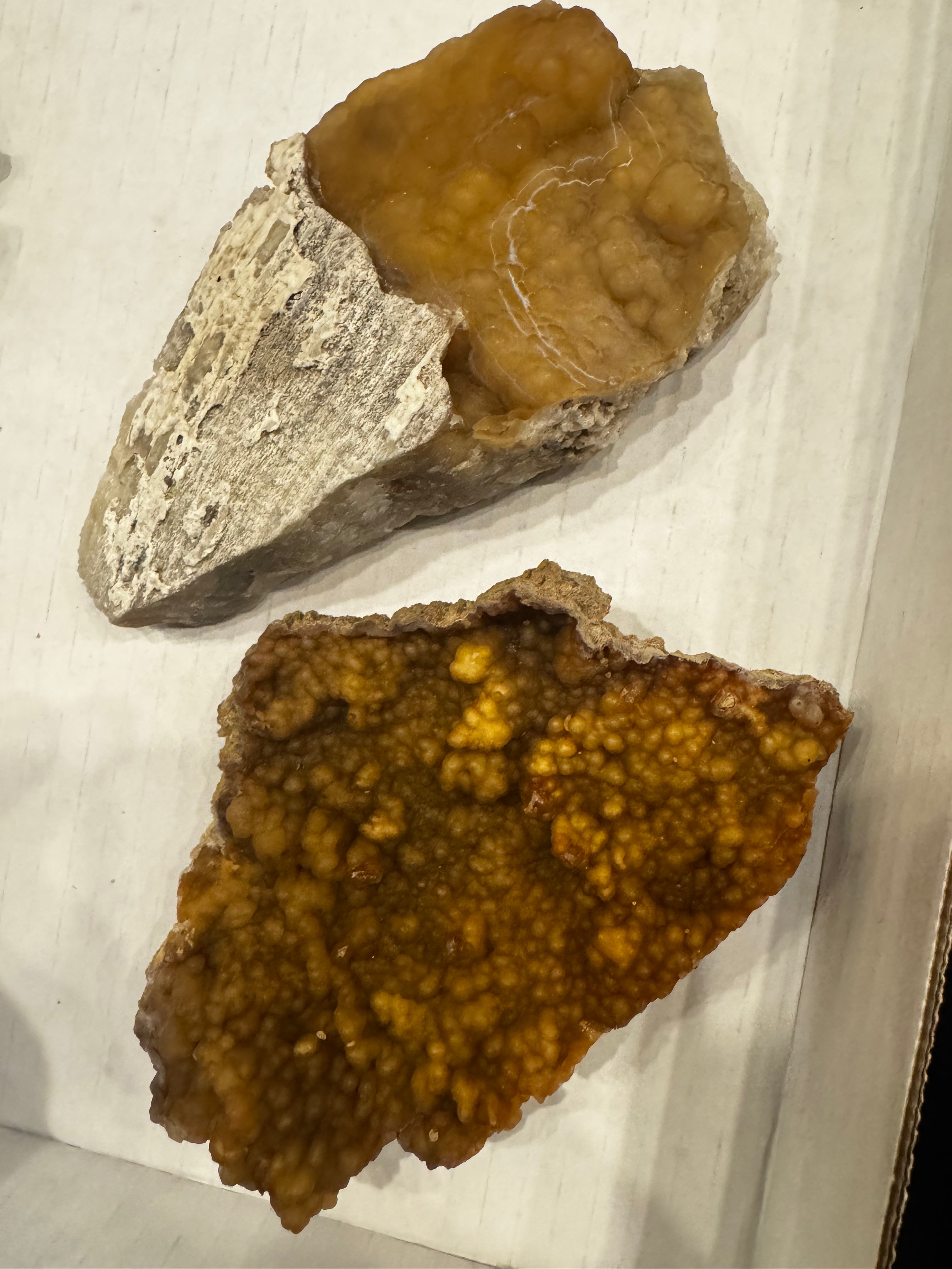 Agatized Coral, RM1911