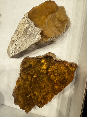Agatized Coral, RM1911