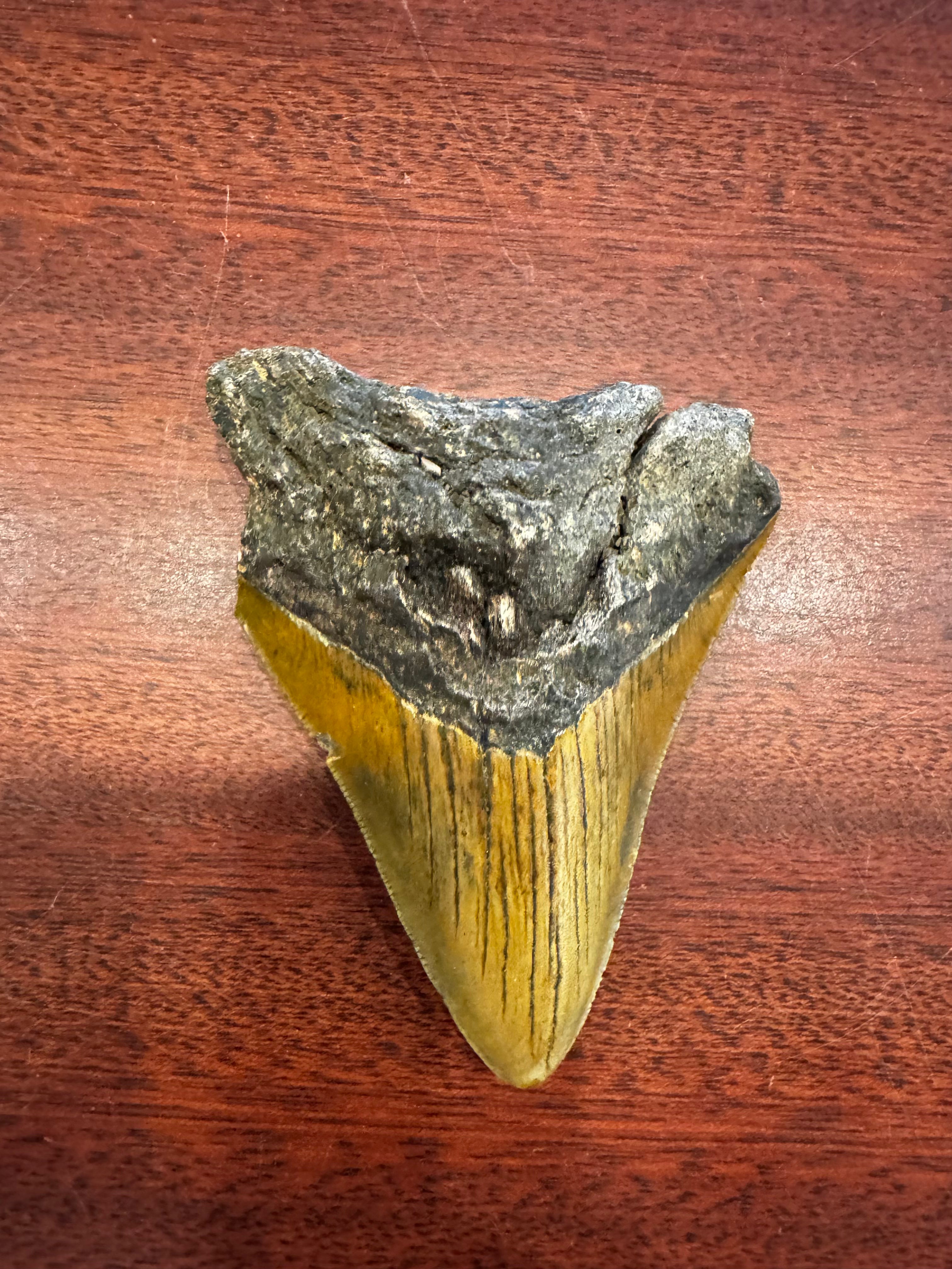 3-3.875" Grade B Fossilized Megalodon Tooth, RM3200