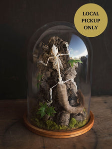 Articulated Full Body Sugar Glider Skeleton in Cloche by Luis