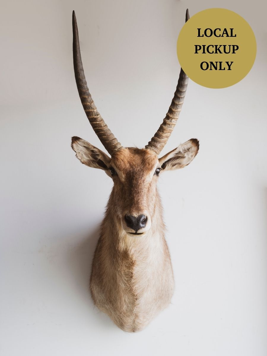 Ellipsen Waterbuck Shoulder Mount Taxidermy (Mr. Fredrickson), TA267