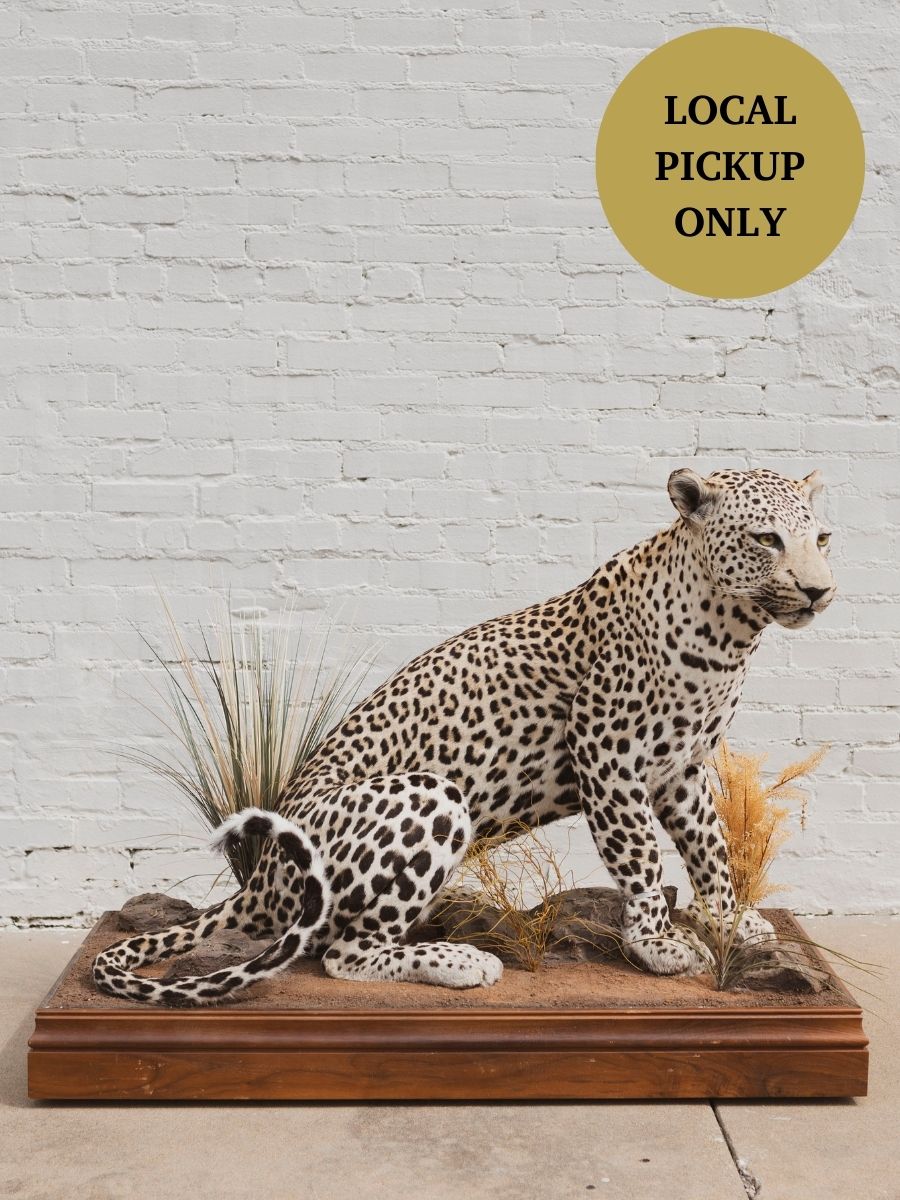 Full Body Leopard Taxidermy (Lafayette), TA365