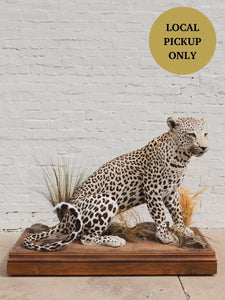 Full Body Leopard Taxidermy (Lafayette), TA365