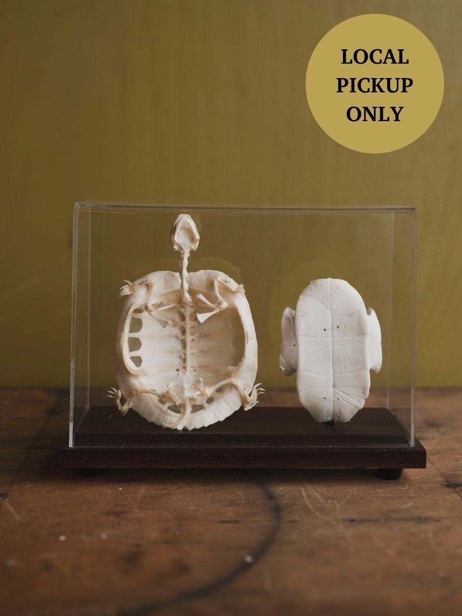 Full Articulated Red Eared Slider Turtle Skeleton, SB1256