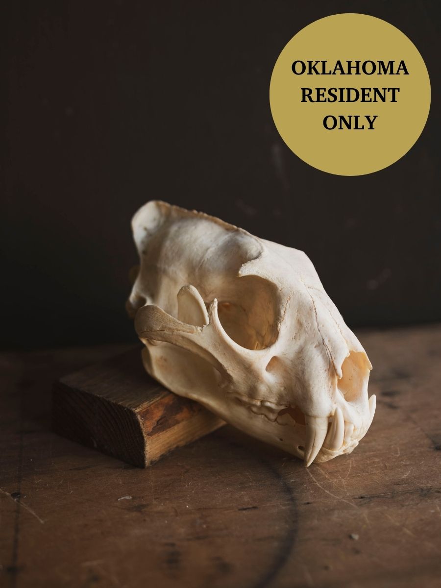 African Leopard Skull, SB921