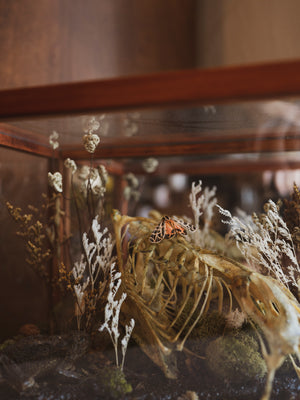 Mummified Toad w/ Duck Skeleton Terrarium, PS355