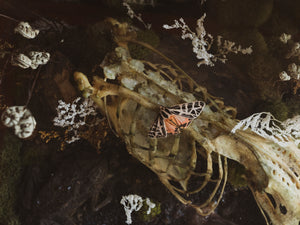 Mummified Toad w/ Duck Skeleton Terrarium, PS355